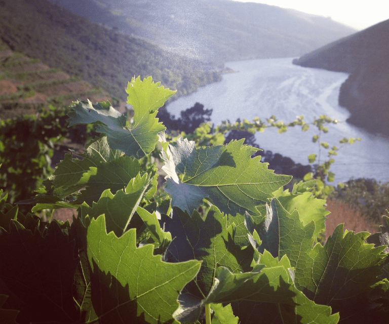 the vineyards of Duoro Valley, a must-visit place during a city break to Portugal