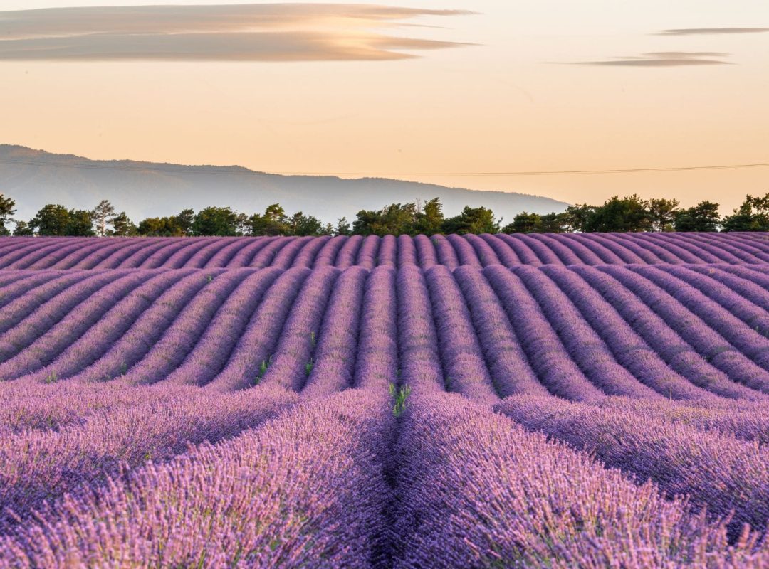 The lavander fields od provence, a must-see sight during a city break to france